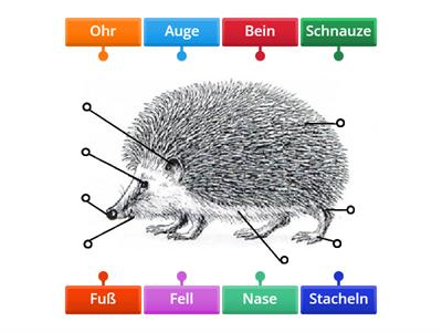 Igel beschriften