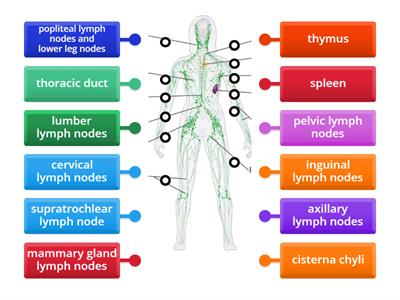 Body lymphatic system 