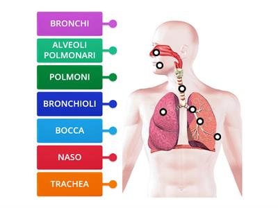 Apparato respiratorio