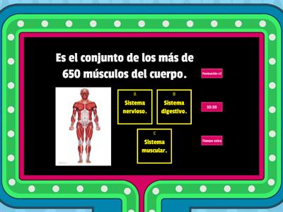 Sistema muscular.