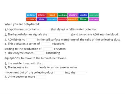 Role of ADH in the kidney