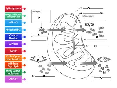 Cellular Respiration Diagram