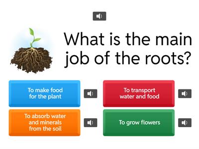 Grade 4 Natural Sciences ~ Parts of the Plant