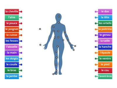 Les partie du corps
