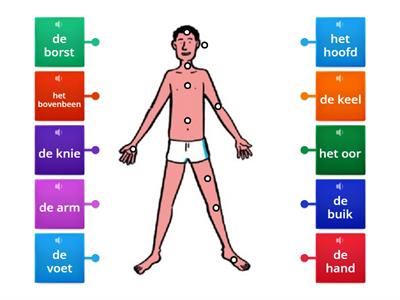 DEEL 11 Lichaamsdelen