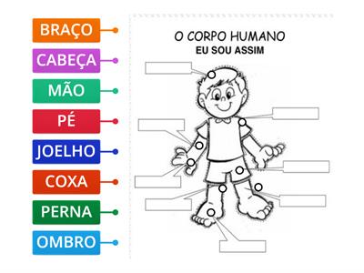  CORPO HUMANO