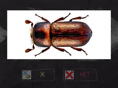 Звук Ж. Есть ли в слове звук Ж?