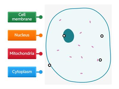 Labelling an animal cell