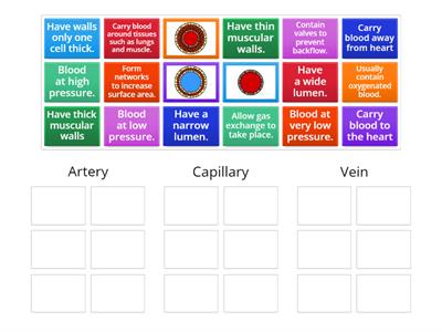 LC Biology - Blood Vessels