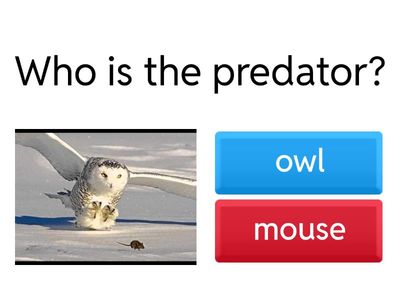 Predator vs. Prey (picture identification)