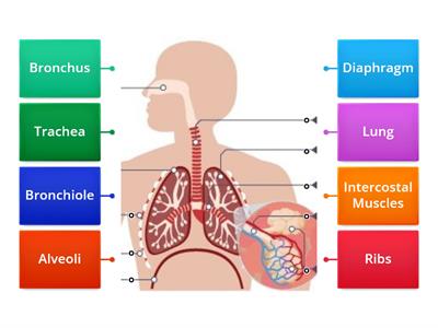 Respiratory System