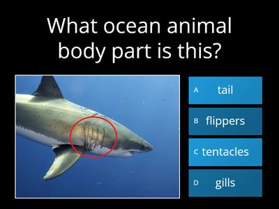 Ocean Animal Choose- Animals, body parts, move