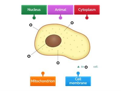 Cell labelling