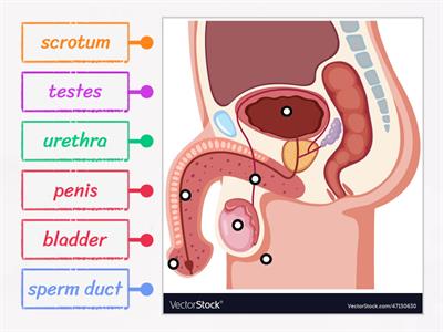 Male reproductive system