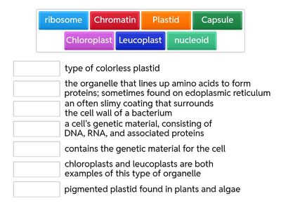 Cell Part Functions