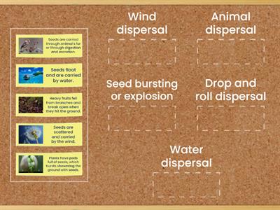 Seed dispersal