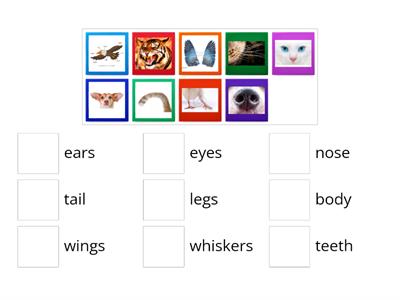 I wonder 1.7 Animals body parts