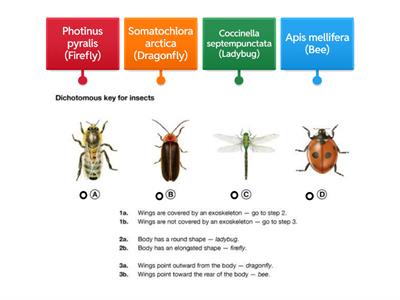 TMS Dichotomous Key for Insects