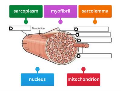 Muscle Fiber