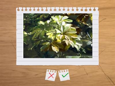 造園丙級植物識別