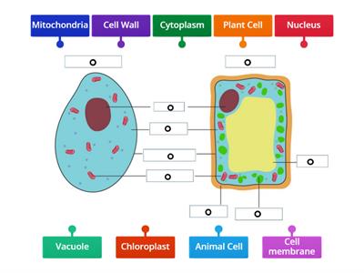 Plant and Animal Cell Matching