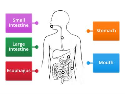 Digestive System (just added a leaderboard(original by Mstarrfourth)