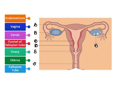 Female human reproductive system 