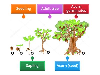 R - Oak Tree Life Cycle