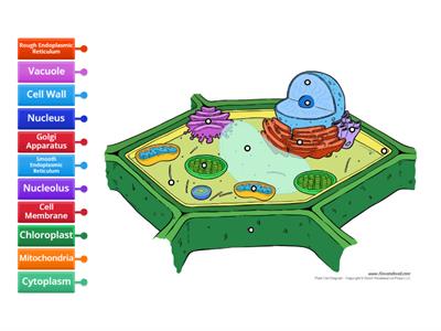Plant Cell - Label Organelles