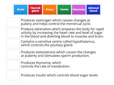 Match-up Endocrine system SBn Y9