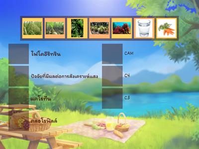  เกมหาคู่การสังเคราะห์ด้วยเเสง