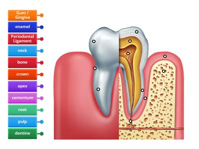  Parts of the tooth