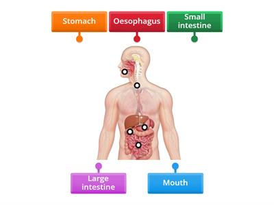 Label the digestive system