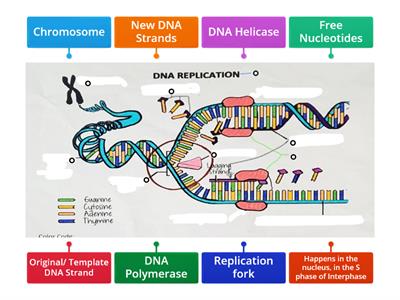 DNA Replication