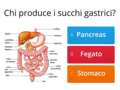 Apparato digerente 