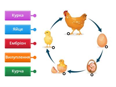 Життєвий цикл курки
