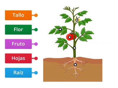 Partes de la planta