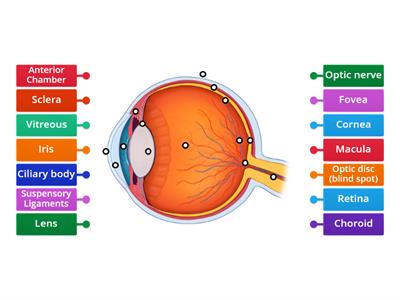 Anatomy of the eye