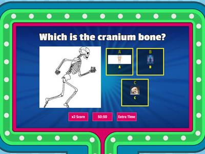 The Skeletal System