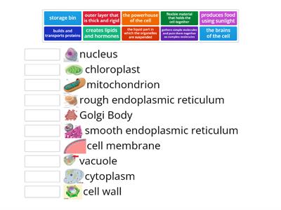 S8 Matching: Plant Cell Parts and Function