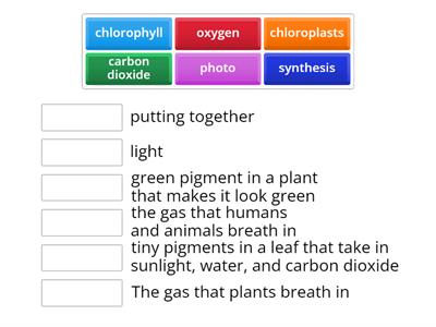 Photosynthesis Match Up