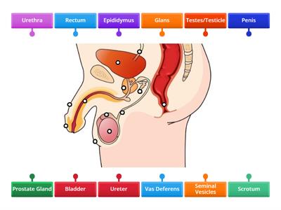 Male Reproductive System