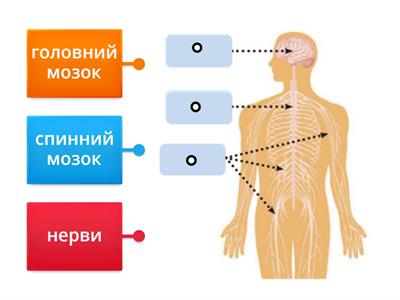 Нервова система