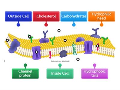 Tart Plasma membrane