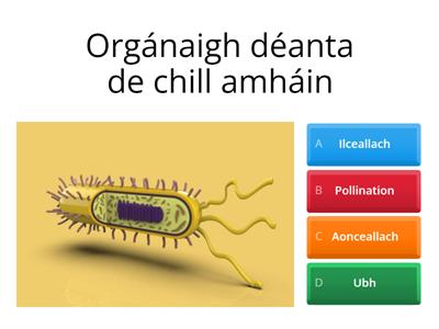 Géineolaíocht- téarmaí