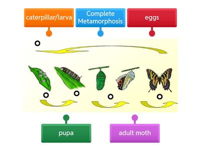 Complete Metamorphosis