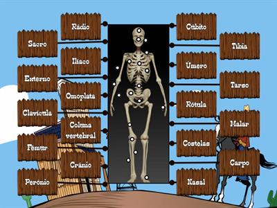 Ossos do corpo humano (4e Pontal)