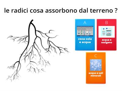 fotosintesi crolofiliana e altro di scienze.