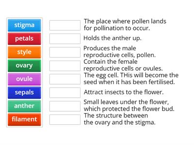 Parts of a plant Year 5