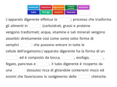 apparato digerente